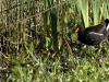 Gallinule Poule d'eau